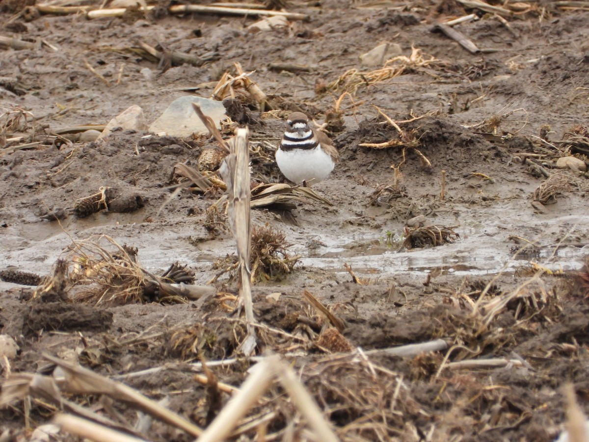 Killdeer - ML616674963