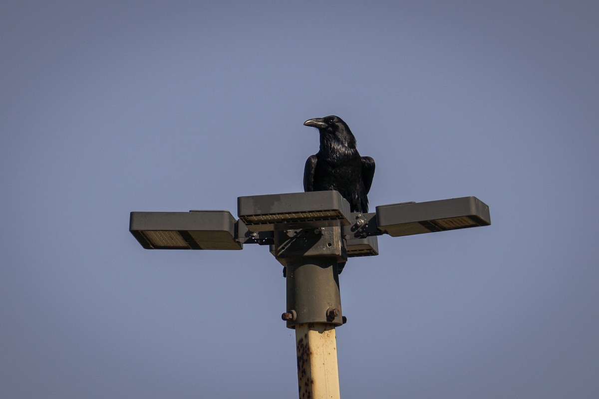 Common Raven - Richie Frerking