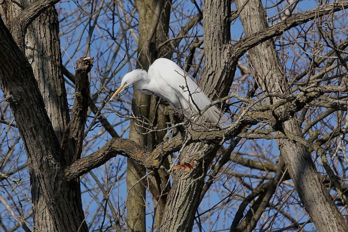 Great Egret - ML616675020