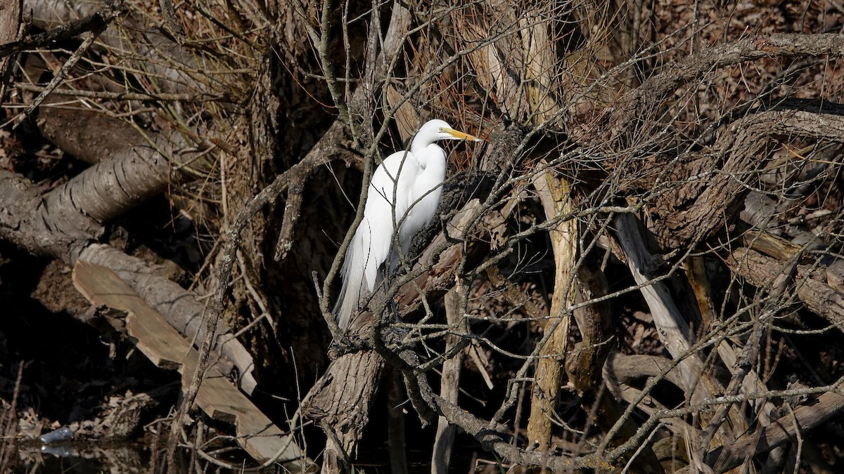 Great Egret - ML616675043