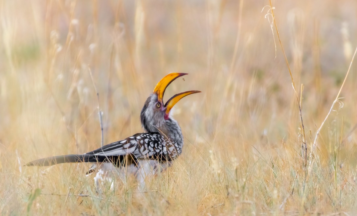 Southern Yellow-billed Hornbill - ML616675046