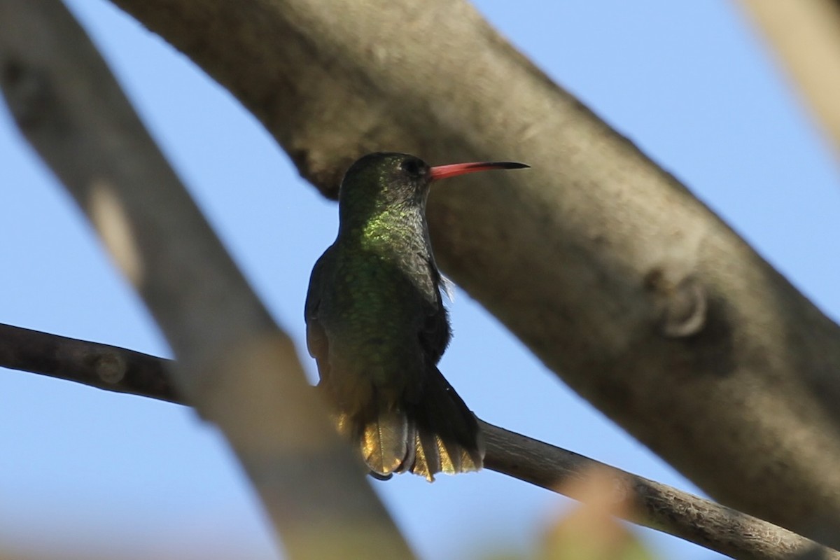 Gilded Hummingbird - Tim Cowley