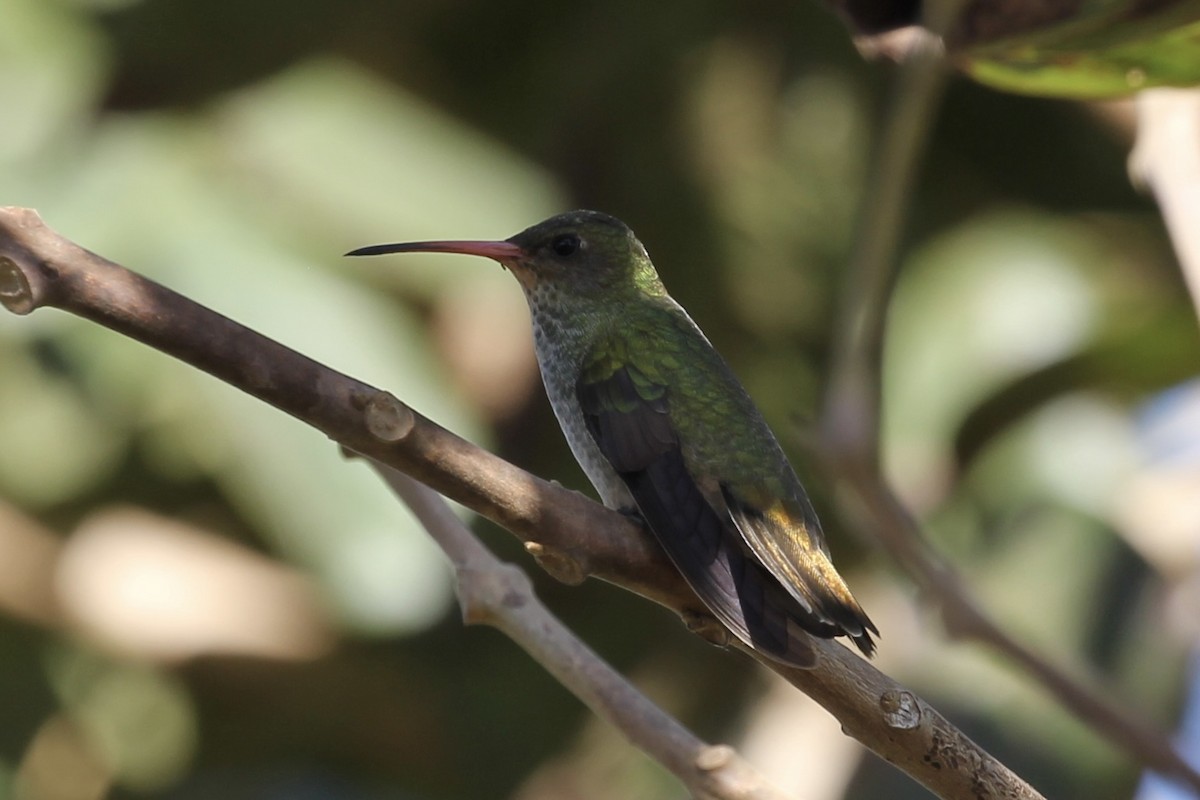 Gilded Hummingbird - Tim Cowley