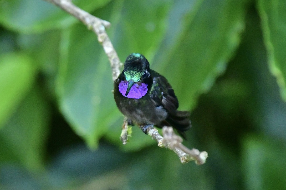 kolibřík fialovohrdlý - ML616675151