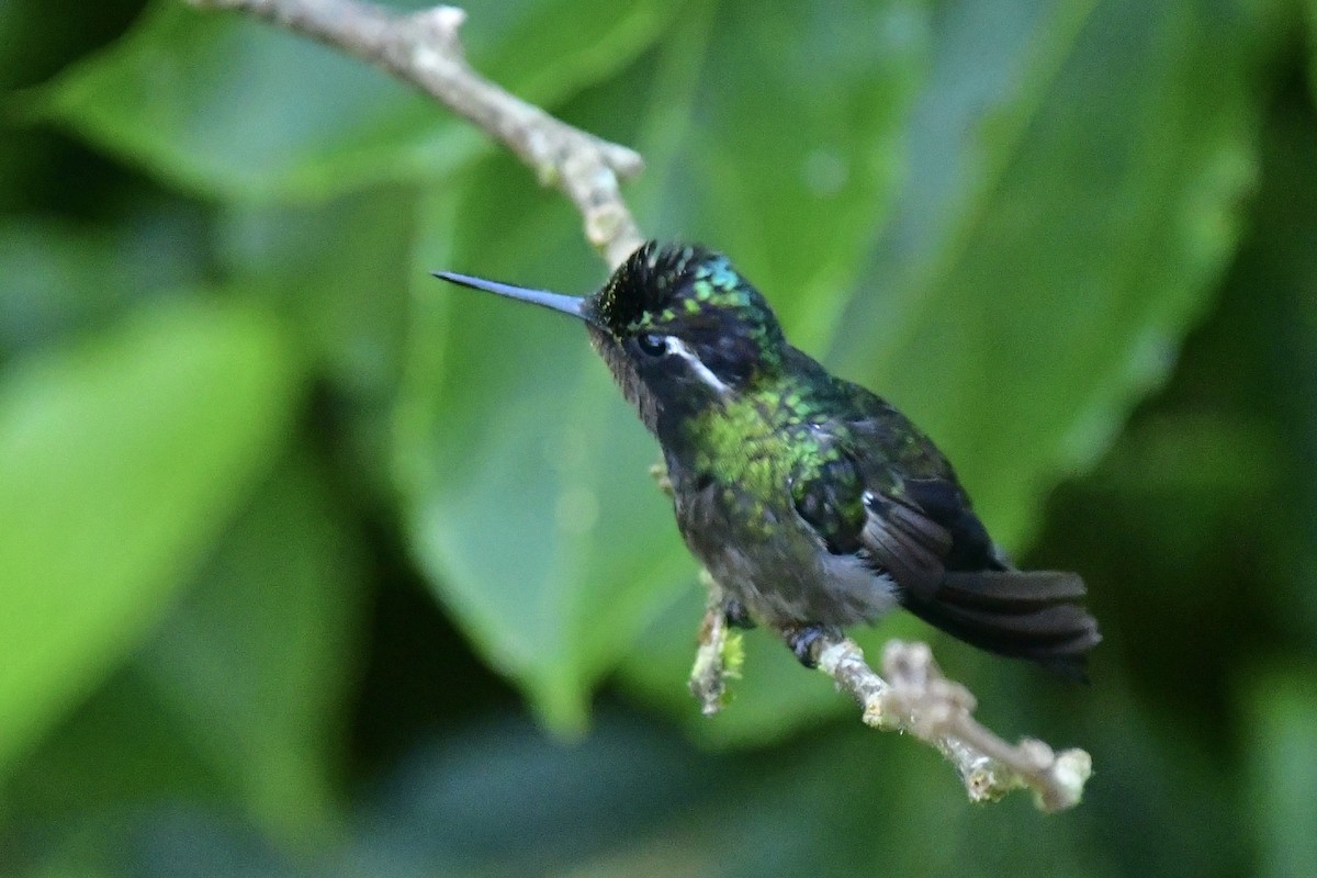 kolibřík fialovohrdlý - ML616675152
