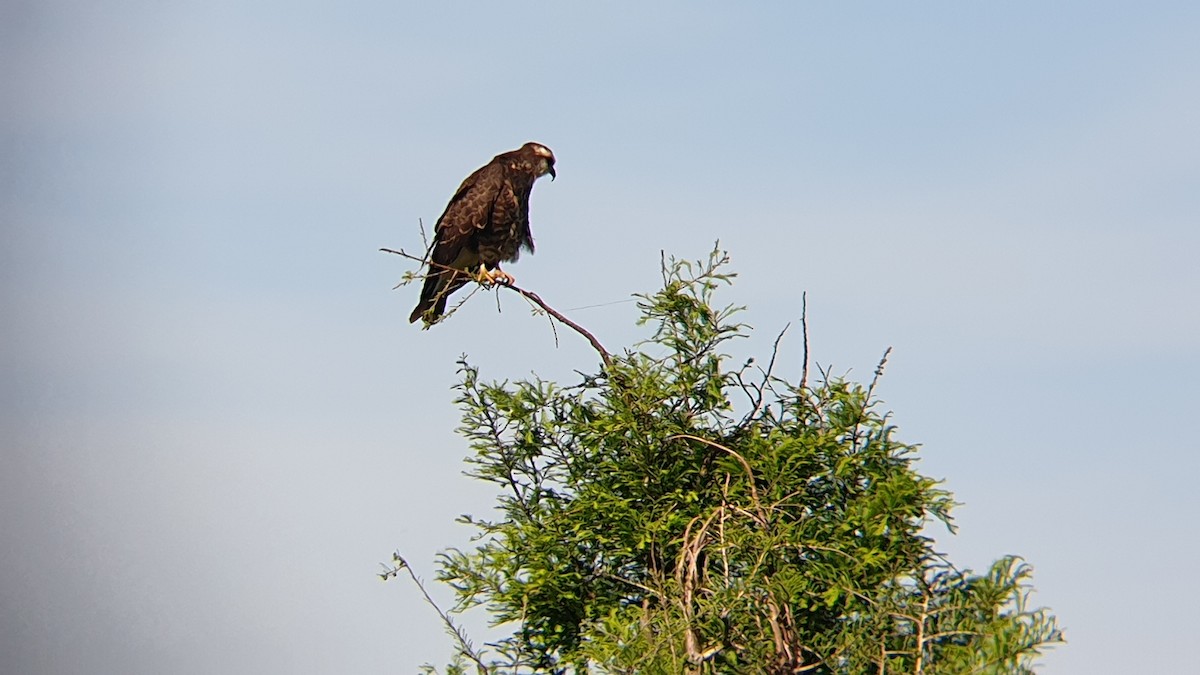 Snail Kite - ML616675188