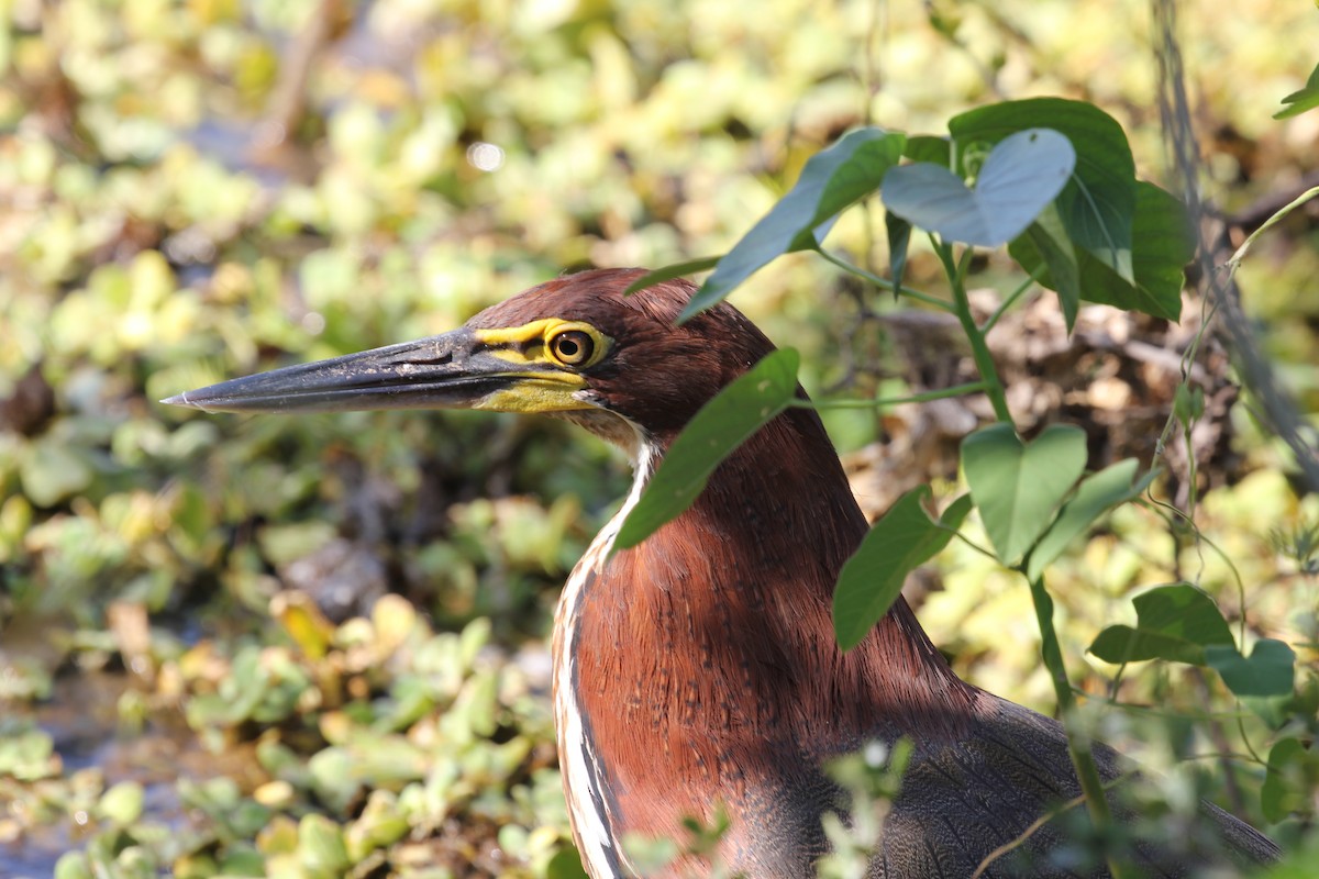 Rufescent Tiger-Heron - Tim Cowley