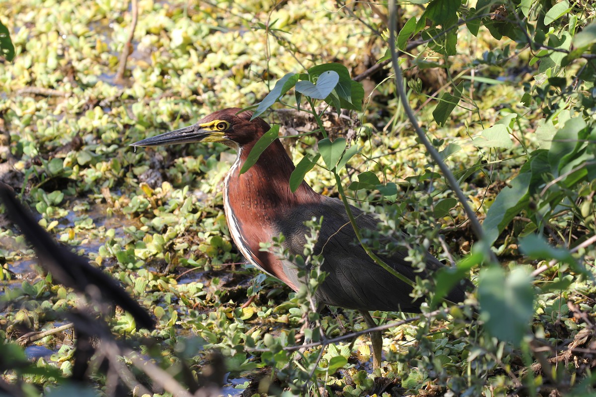 Rufescent Tiger-Heron - ML616675203