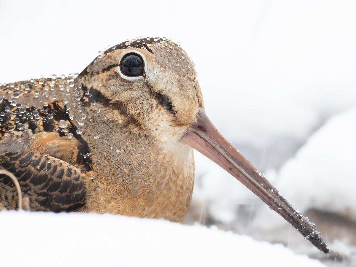 American Woodcock - ML616675243