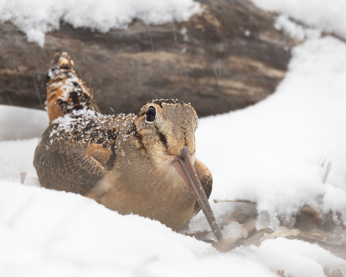 American Woodcock - ML616675244