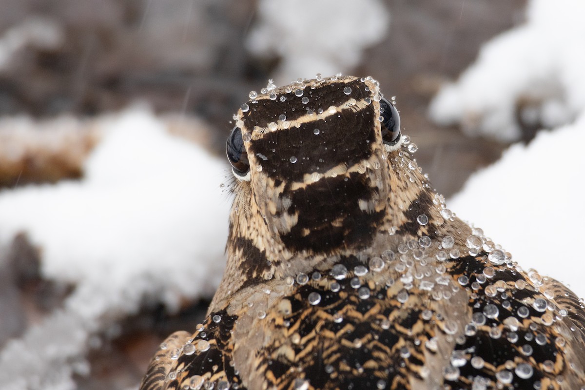 American Woodcock - Karim Bouzidi