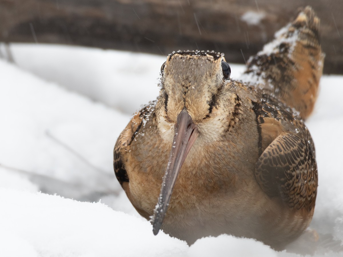 American Woodcock - ML616675250