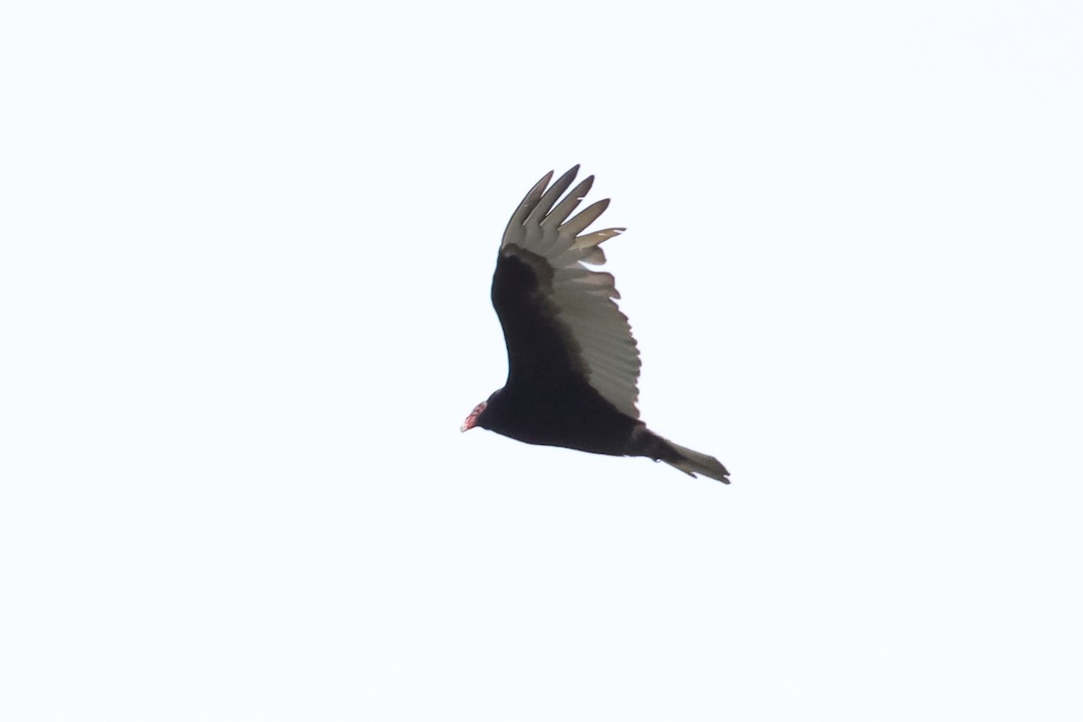 Turkey Vulture - ML616675291