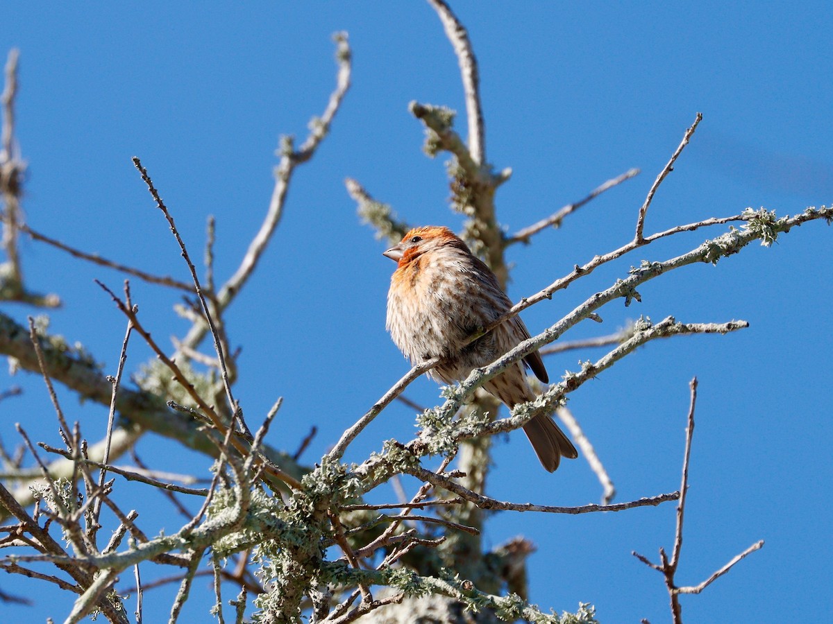 House Sparrow - ML616675294