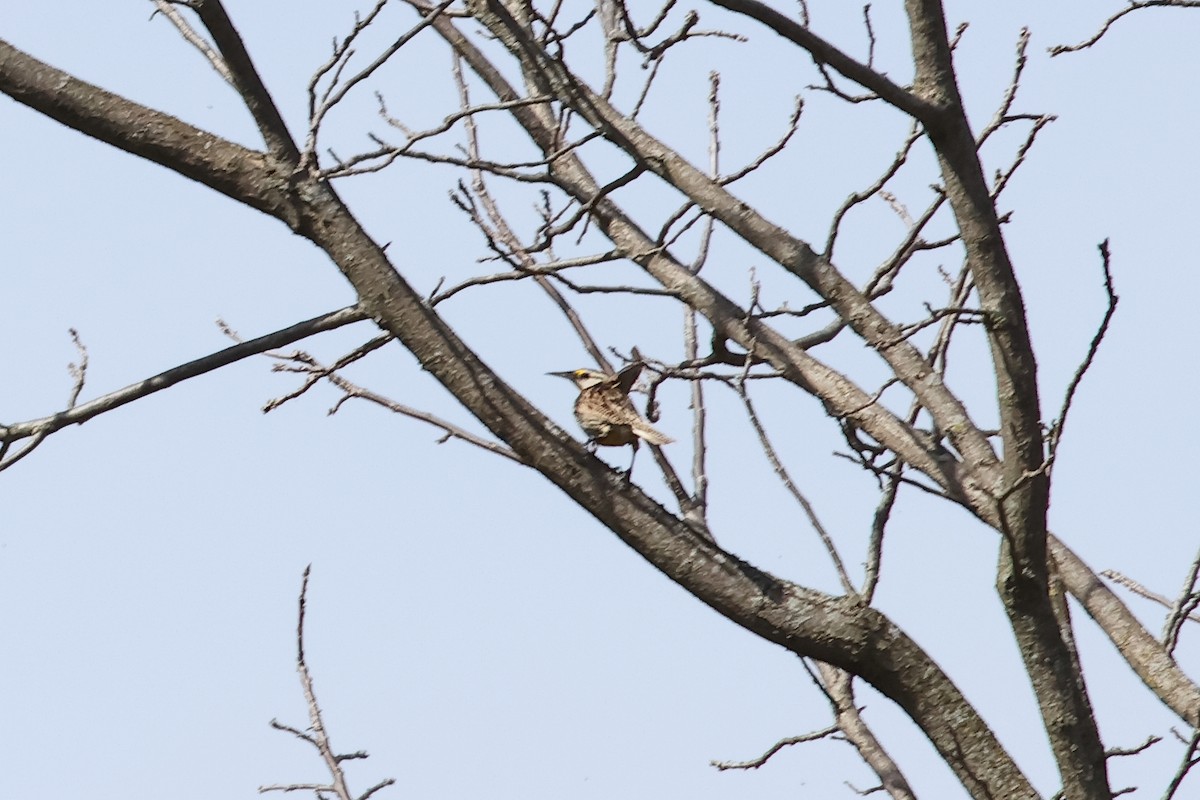 Eastern Meadowlark - ML616675306