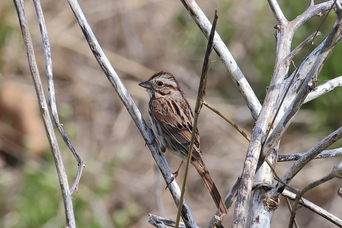 Song Sparrow - John Mercer