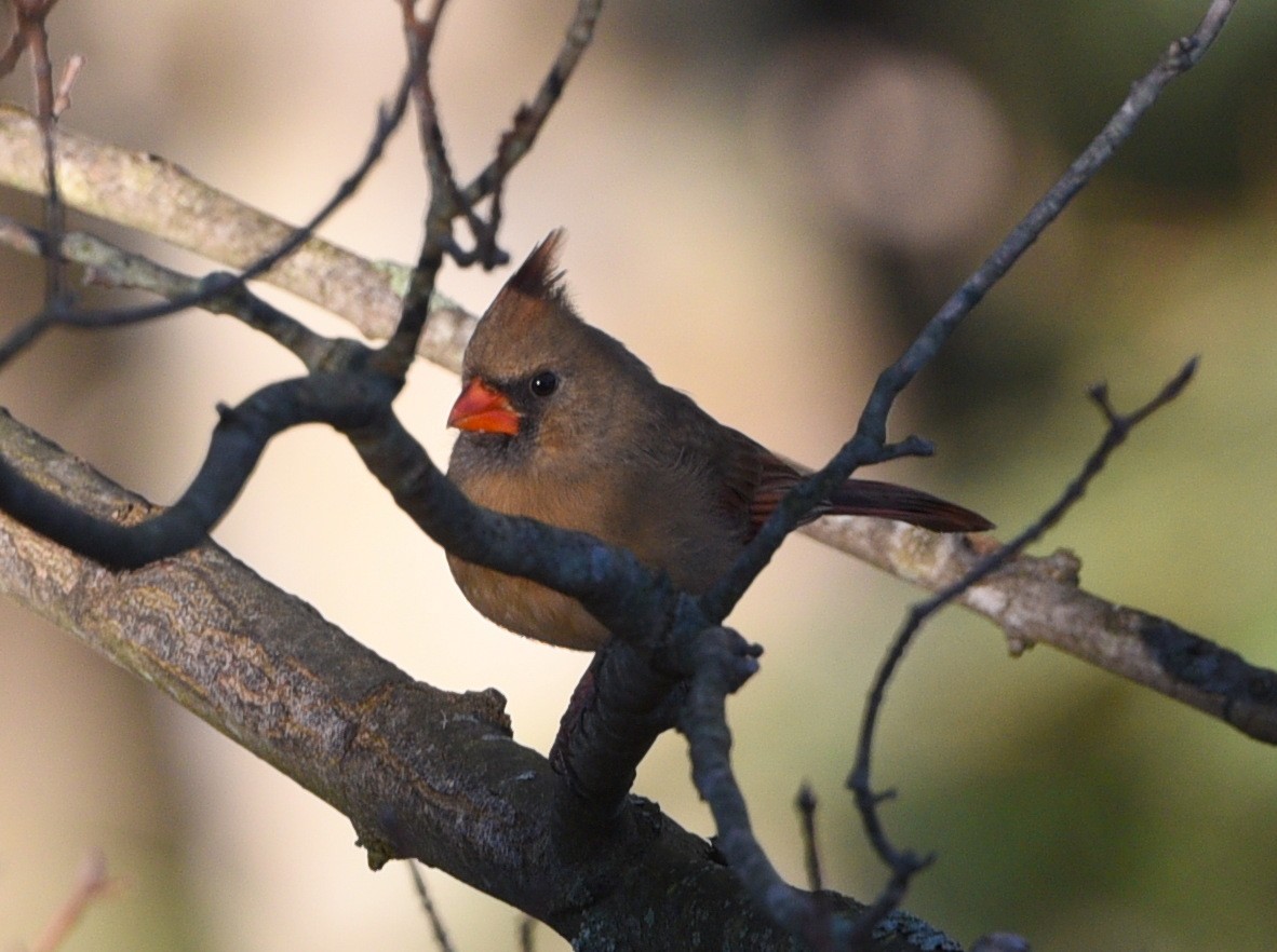 Cardinal rouge - ML616675367