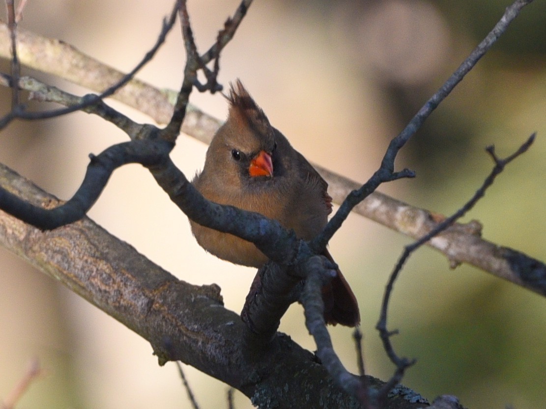 Cardinal rouge - ML616675368