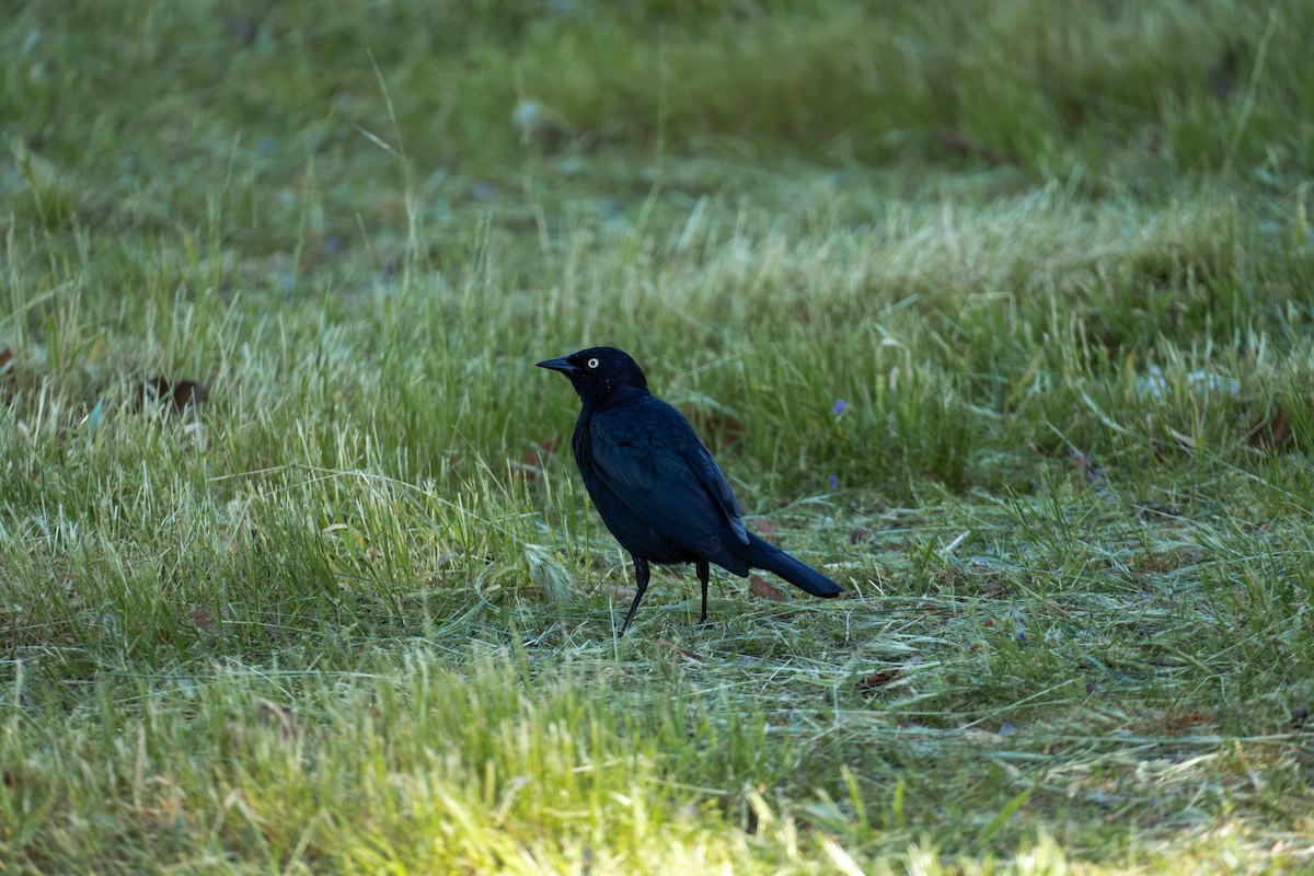 Brewer's Blackbird - ML616675375