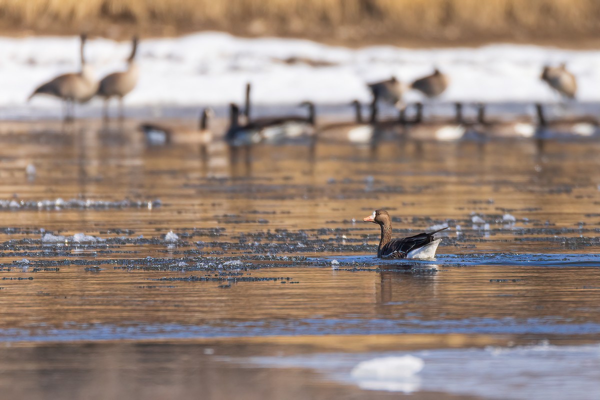 Greater White-fronted Goose - Jeff Dyck