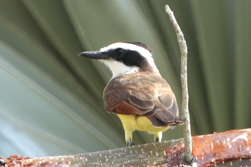 Great Kiskadee - Adrian Fenton