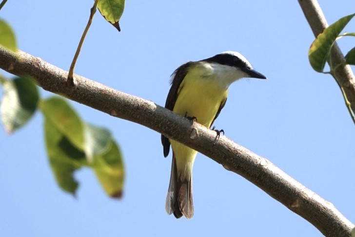 Great Kiskadee - ML616675407