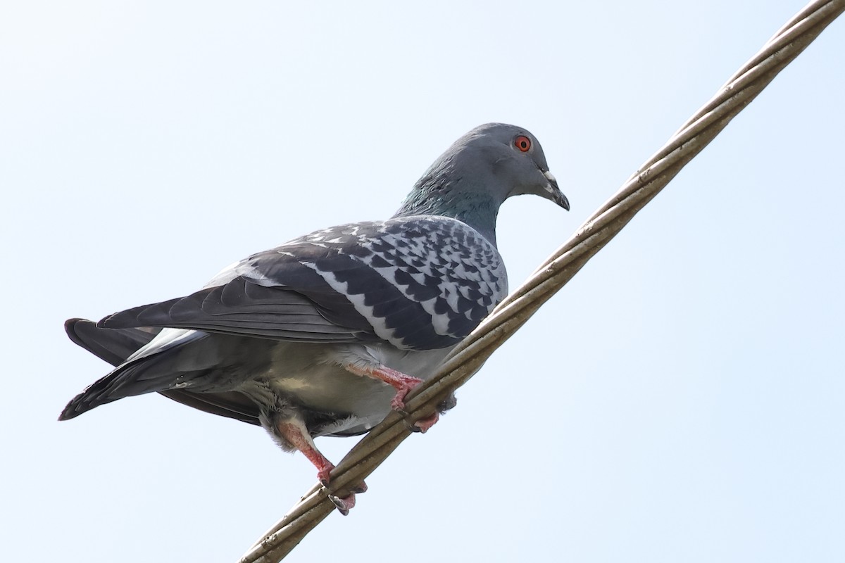 Rock Pigeon (Feral Pigeon) - ML616675416