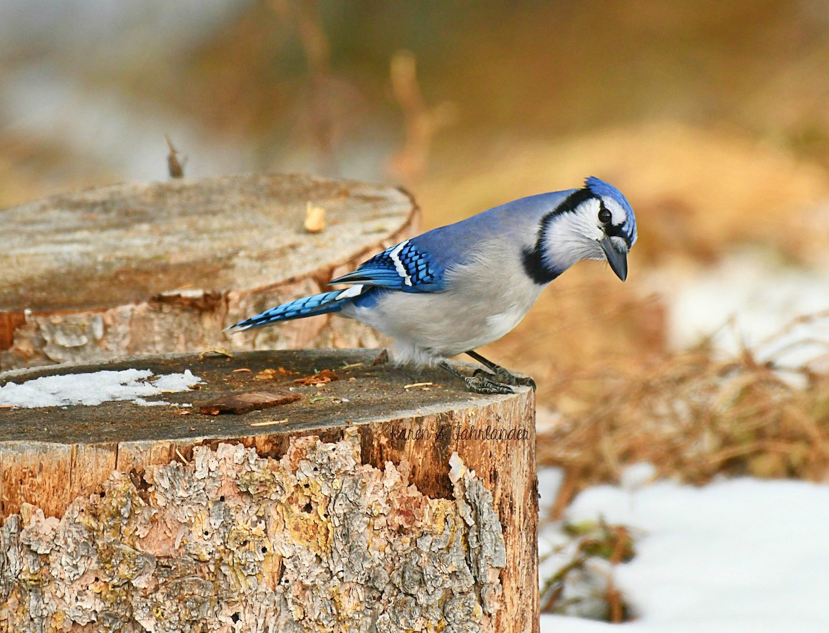 Blue Jay - Karen Fahrlander