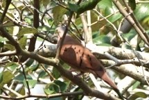 Ruddy Ground Dove - Adrian Fenton