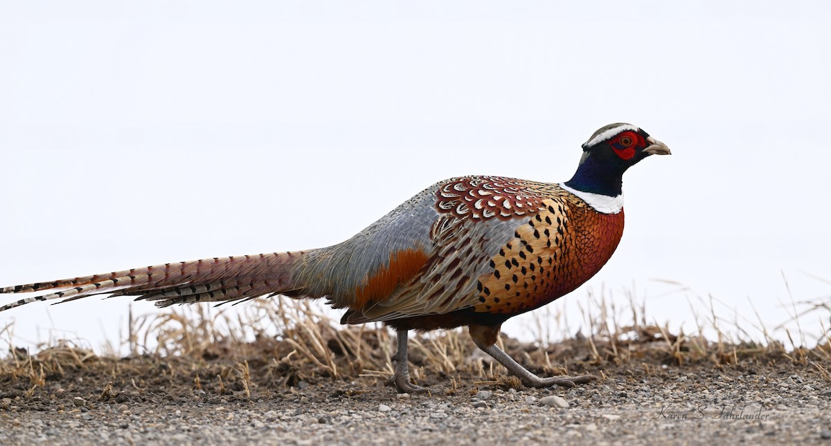 Ring-necked Pheasant - ML616675454