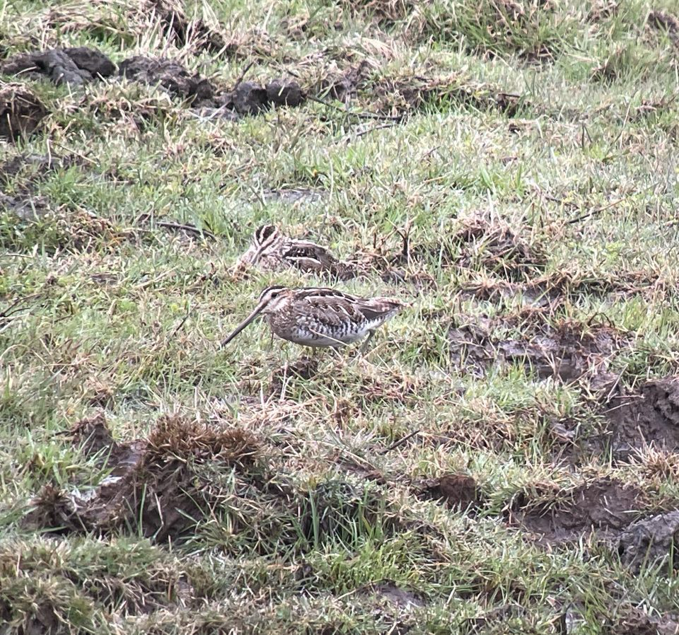 Wilson's Snipe - ML616675475