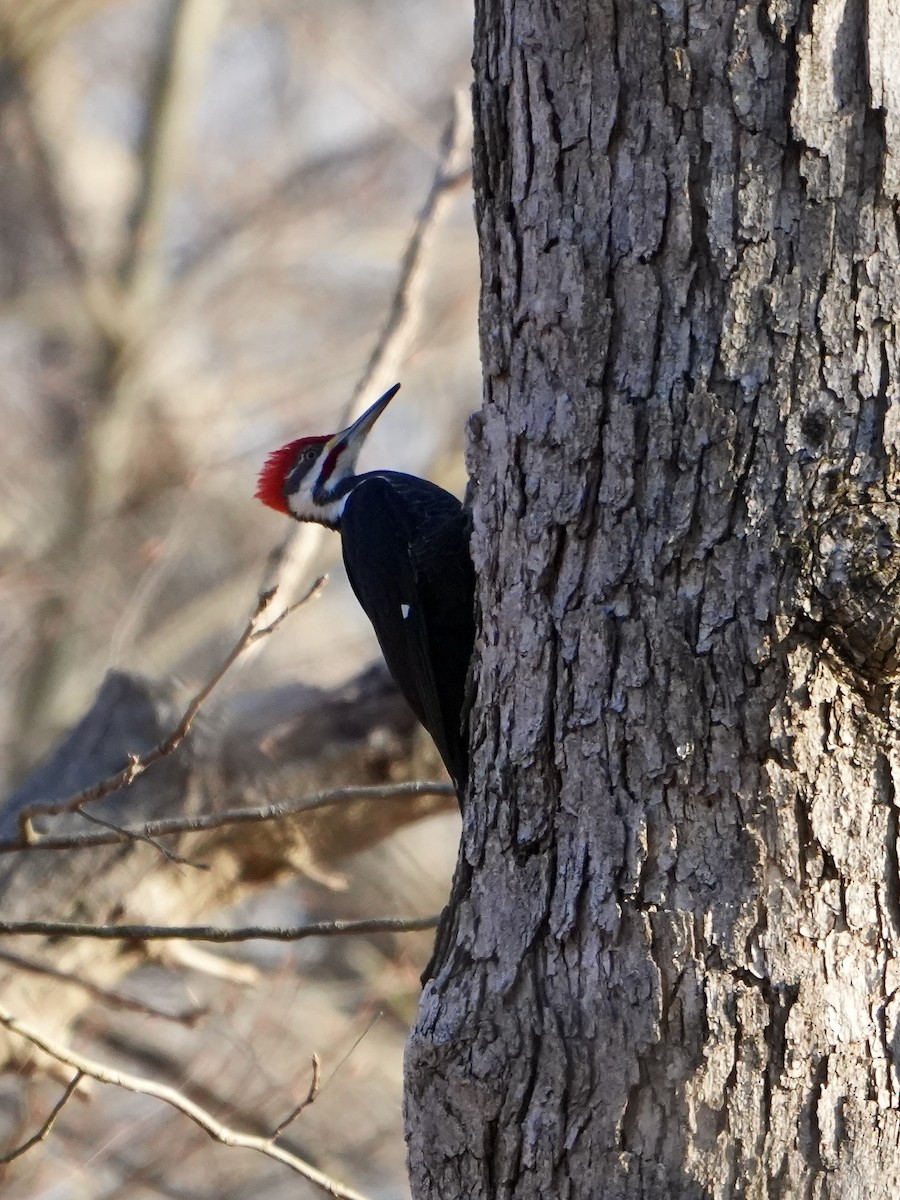 Pileated Woodpecker - ML616675509