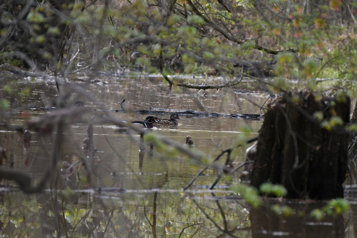 Wood Duck - ML616675510