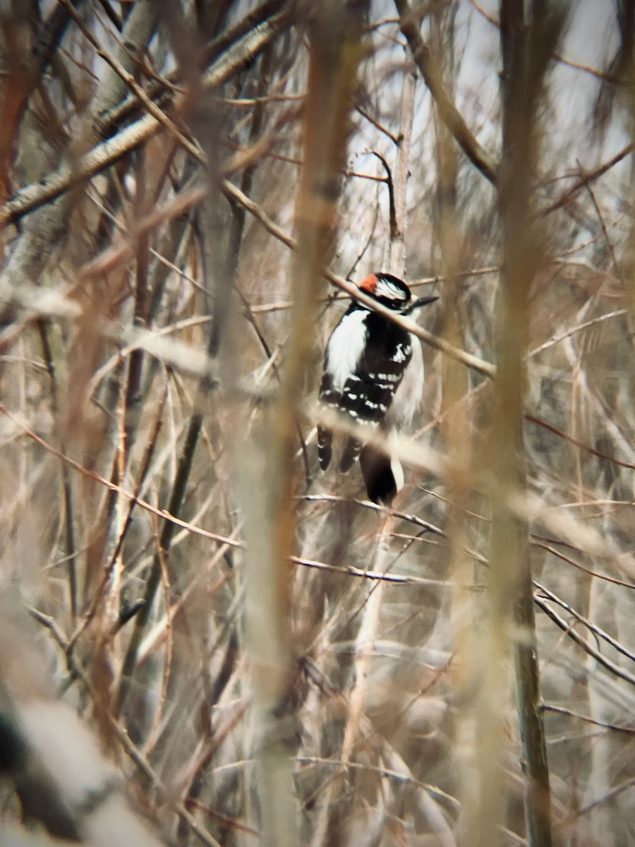 Downy Woodpecker - ML616675520