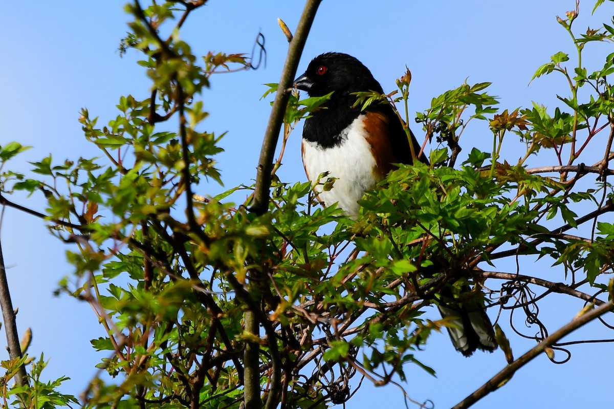 Eastern Towhee - Marc Bachman