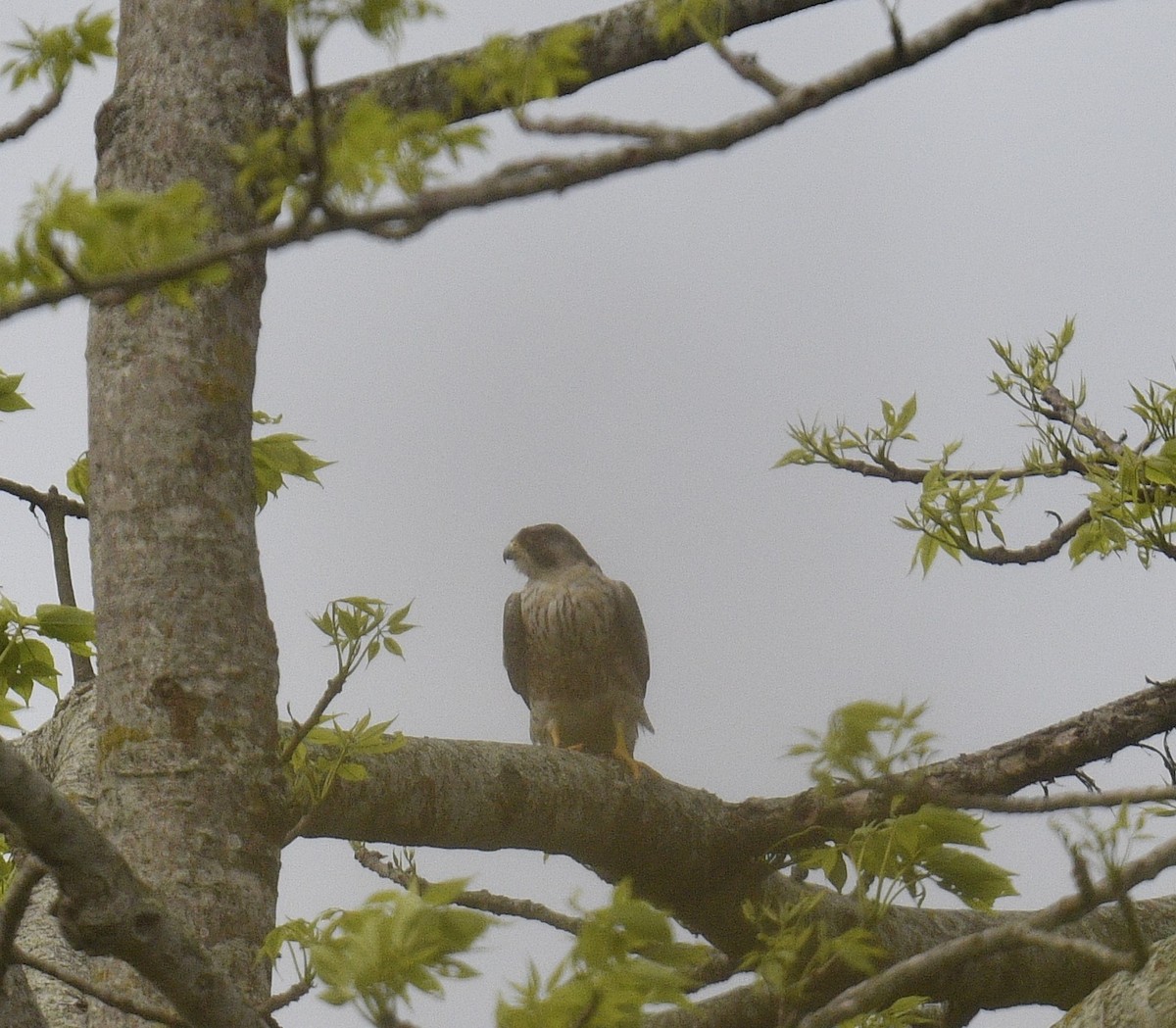 Peregrine Falcon - Chitra Shanker