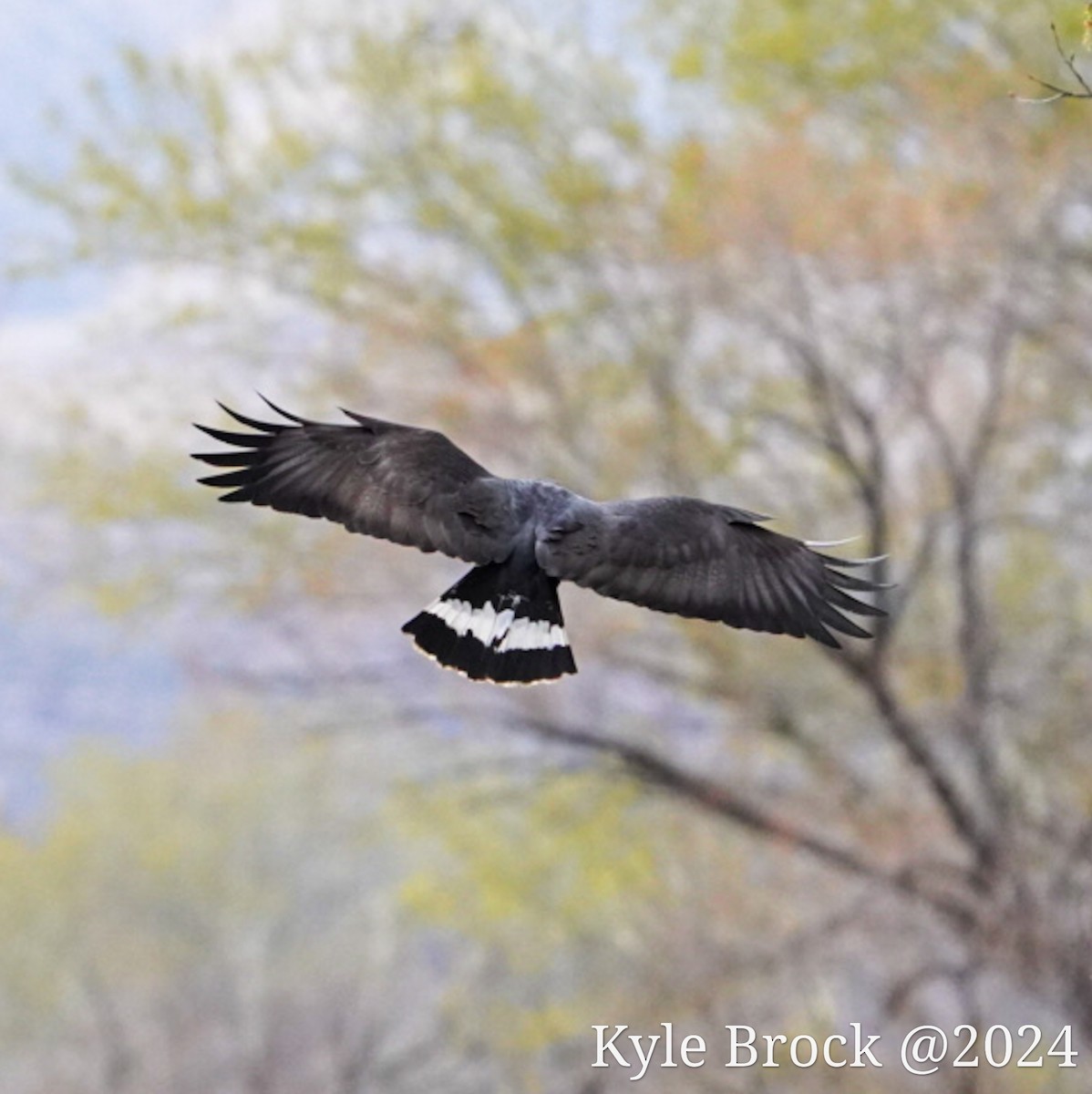 Common Black Hawk - ML616675574