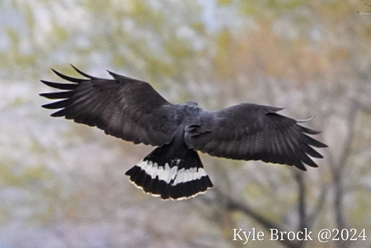 Common Black Hawk - ML616675575