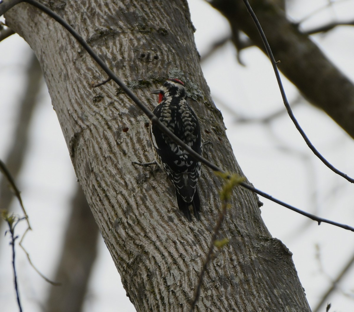 Yellow-bellied Sapsucker - ML616675587