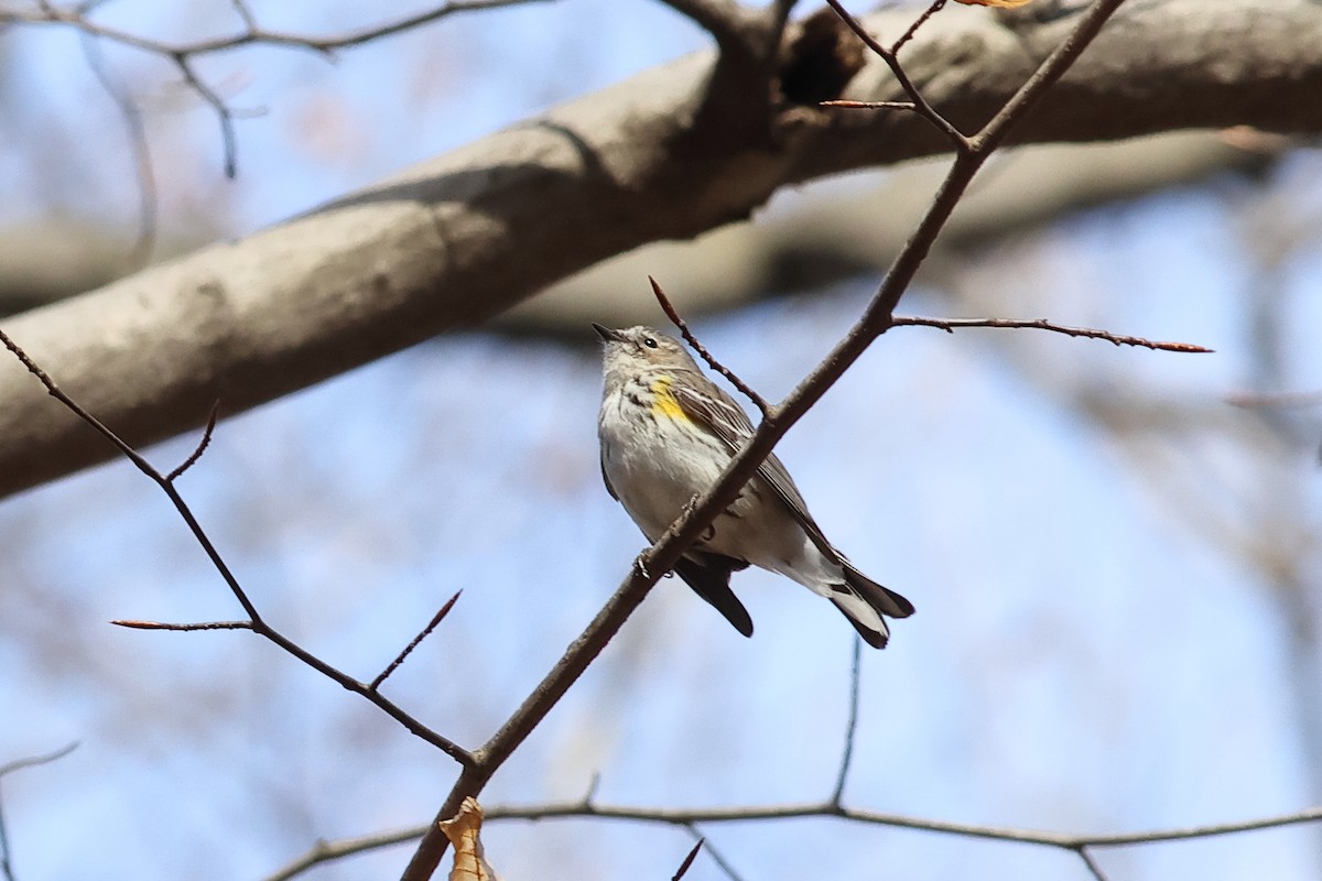 Yellow-rumped Warbler - ML616675624