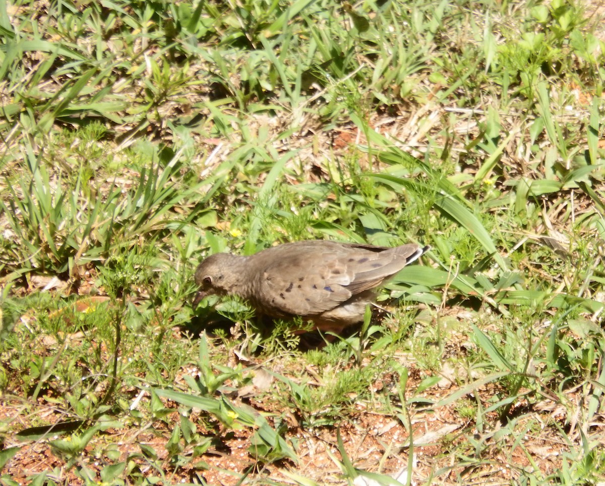 Common Ground Dove - ML616675632