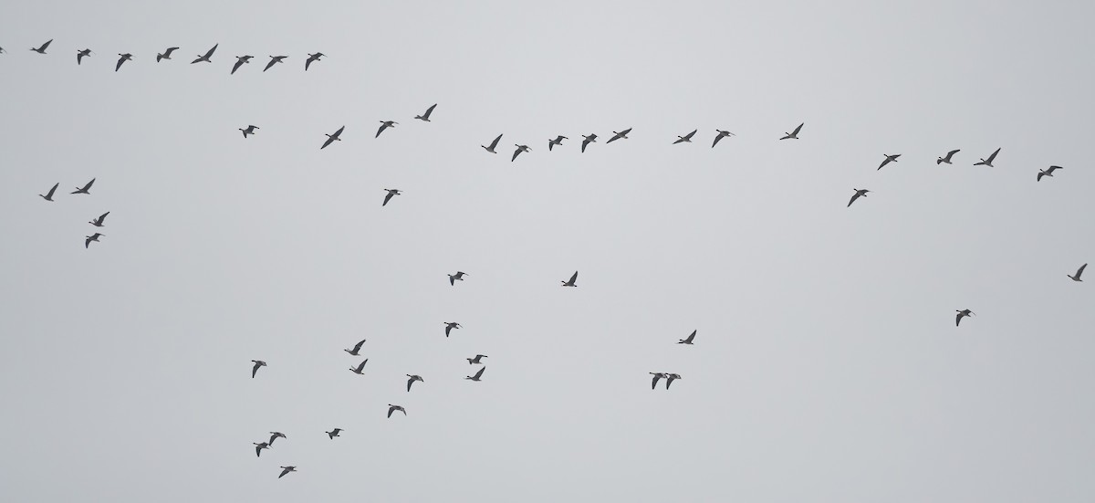 Pink-footed Goose - Éric Francois Roualet