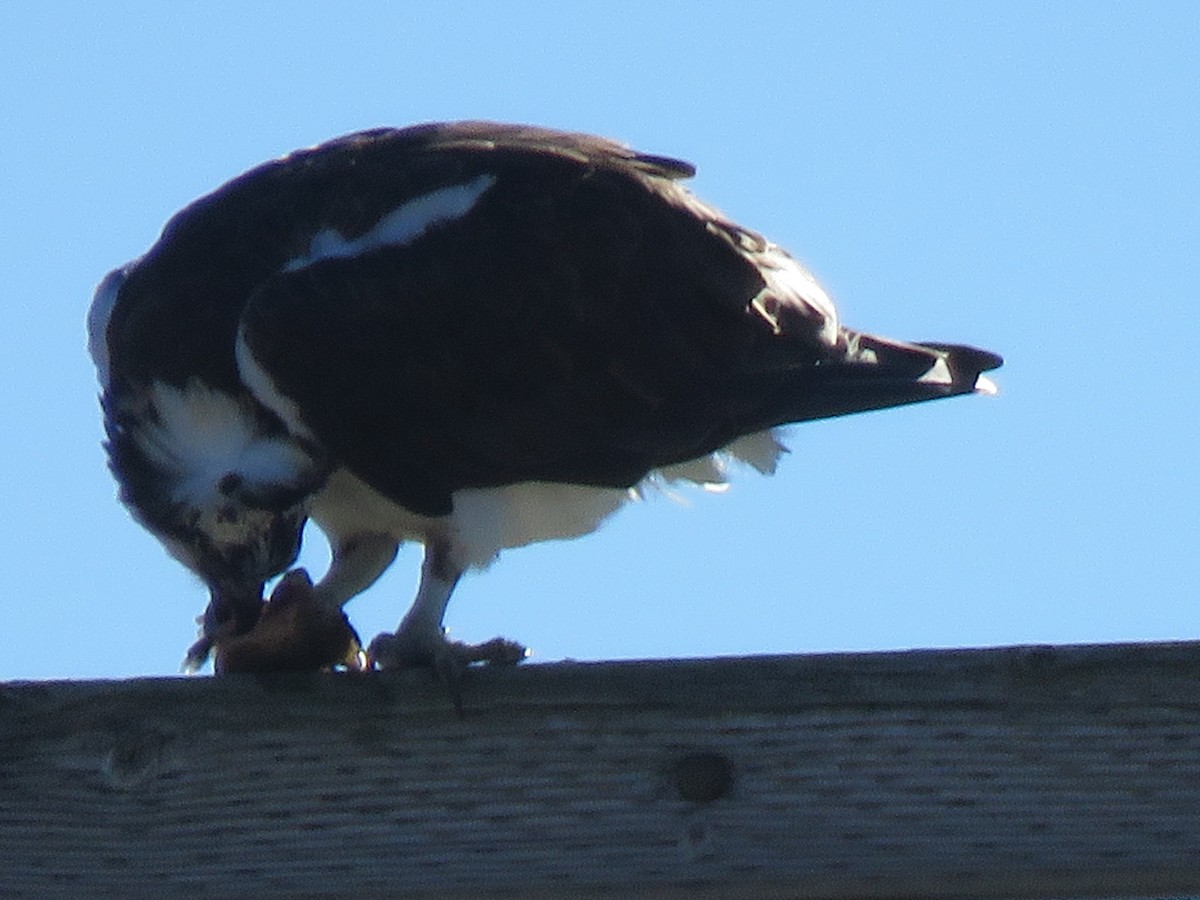 Osprey - ML616675674