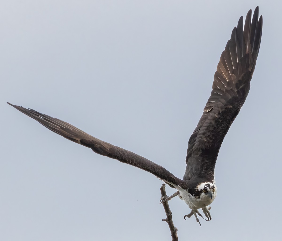 Osprey - Tracy Kaminer