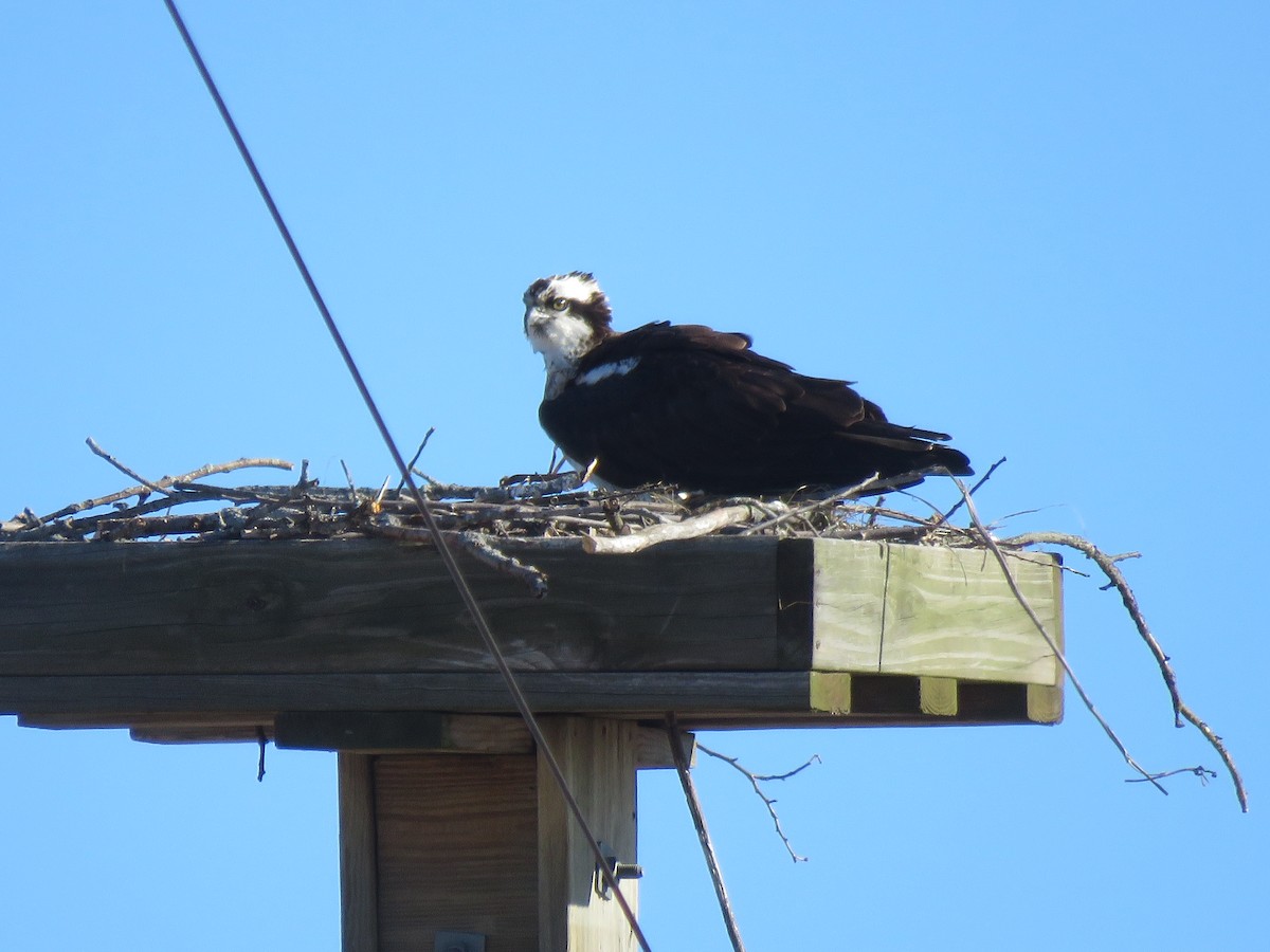 Osprey - ML616675735