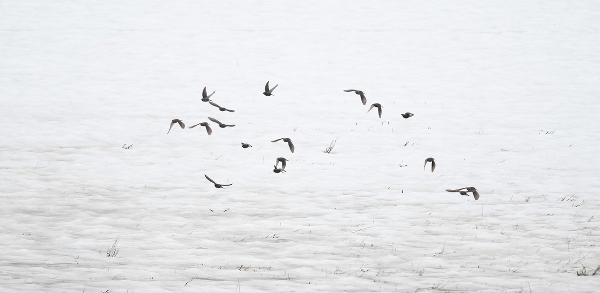 European Starling - Eric Francois Roualet