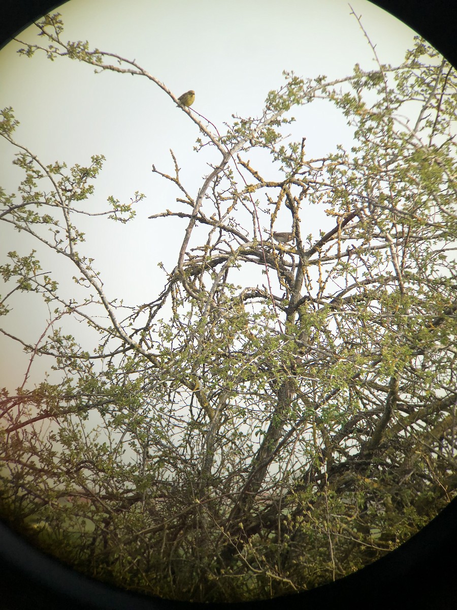 Eurasian Wryneck - ML616675760