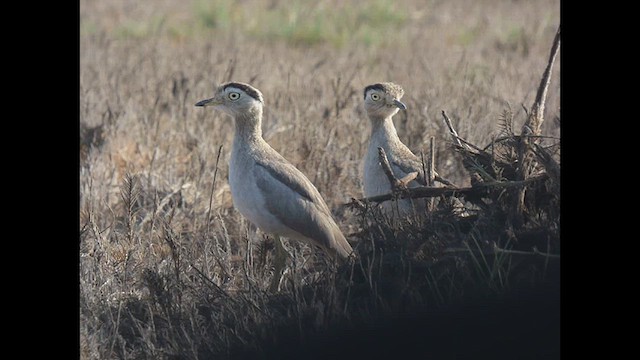 Peruvian Thick-knee - ML616675867