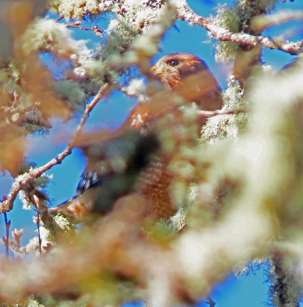 Red-shouldered Hawk - ML616675941