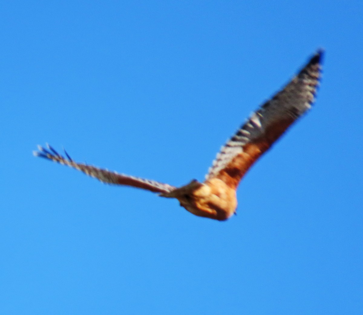 Red-shouldered Hawk - ML616675951